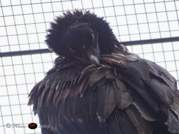 Tiergarten Schönbrunn am 12.03.2025